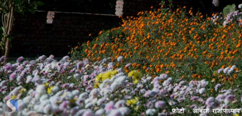 हल्चोकका खेतमा फुलेका फुलहरु