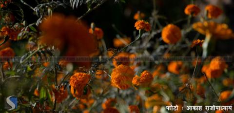 हल्चोकका खेतमा फुलेका फुलहरु